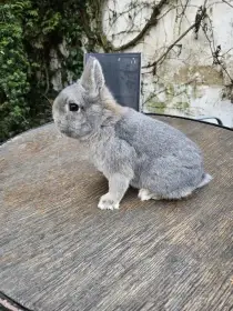 Zakrslý divoce modrý