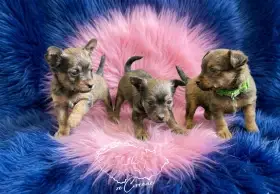 Ruský toy dlouhosrstý - Faraon Ptolemaios