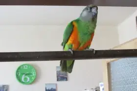 Papošek senegalský