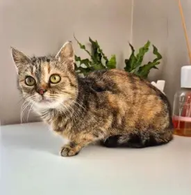 Kočička Mona hledá nový domov