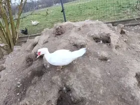 Samice pižmové kachny