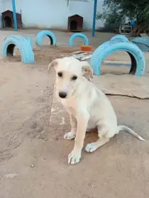 Tim hledá nový domov