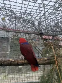 Eklektus různobarvý