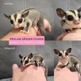 Vakoveverka létavá - mladý klučina