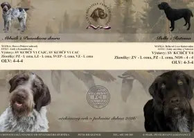 Rezervace šťěňátek Českého fouska