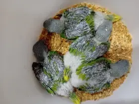 Ručně dokrmený mazel