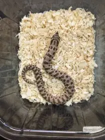 Heterodon nosatý NZ25