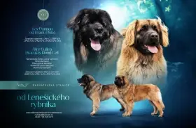 Štěňátka Leonbergera