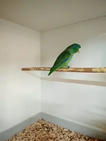 Papoušíček brýlatý sameček