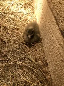 Kachňata Indického běžce