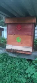 Prodám vyzimovana včelstva