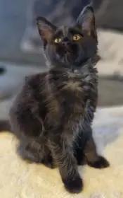 Mainská mývalí kočka s PP