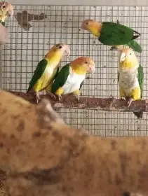 Amazonek bělobřichý