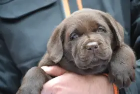 Čokoládová štěňátka Labradorských Retrieverů s PP