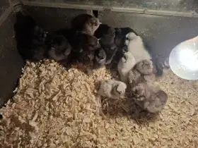 Kuřata hedvábničky velké vousaté