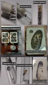 Mravenci - velké i malé kolonie