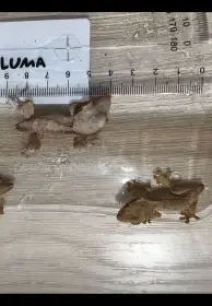 Pagekon řasnatý - mláďata na prodej