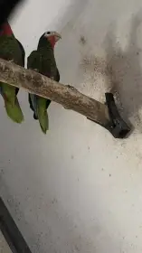 Samec amazoňan kubánský