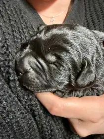 Černá štěňátka s PP - Labrador Retriever