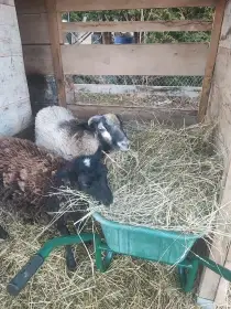 Prodam ovecku a beranka