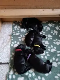 První týden života .