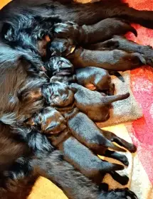 Vzorná maminka, vzorná štěňata.