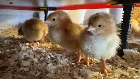 Prodám kuřata – Hempšírky