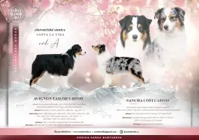 Očekáváme štěňátka australských ovčáků s FCI PP