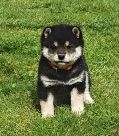 Shiba inu šteniatka