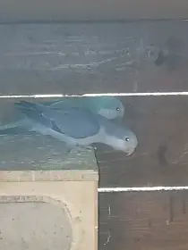 Prodám samečka Mníška kobalt