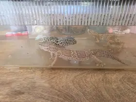 Gekončík noční daruji