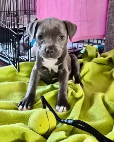 Prodám stafordširského bulteriéra