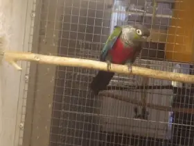 Pyrura červenobřichý