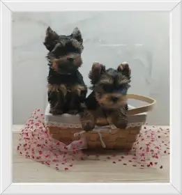 Jorkšírský teriér - kluci s PP FCI