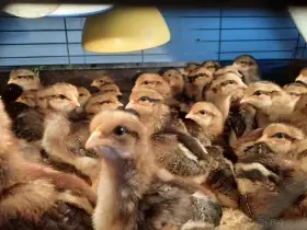 Kuřátka vlaška koroptví