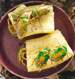 Zlatohlávci larvy: Stephanorrhina guttata