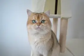 Britský krátkosrstý kocúr s PP