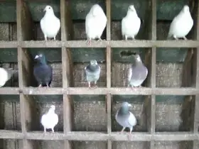 Poštovní holubi