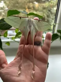 Actias dubernardi