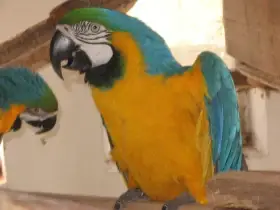 Prodám samce ararauny