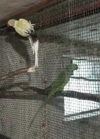 Prodám alexandr velký