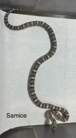 Užovka červená scaleless het scaleless