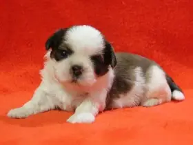 Shih-tzu, ši-cu štěňátka s PP FCI