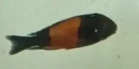 Tropheus moorii Bemba