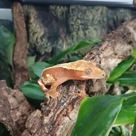 Prodám samičku pagekona řasnatého