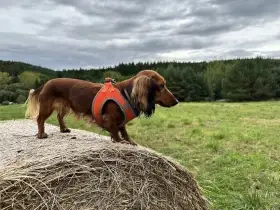 Poptávka : trpasličí jezevčík fenka