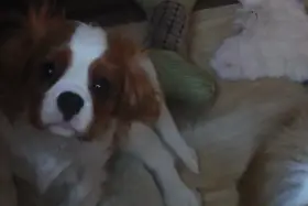 Kavalíří  holčička s PP