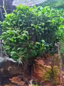 Anubias nana
