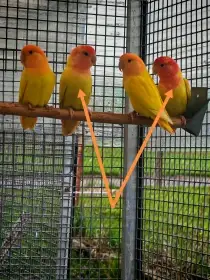 Agapornis růžohrdlý lutino opalín samci test dna