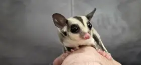 Vakoveverka létavá - malá holčička